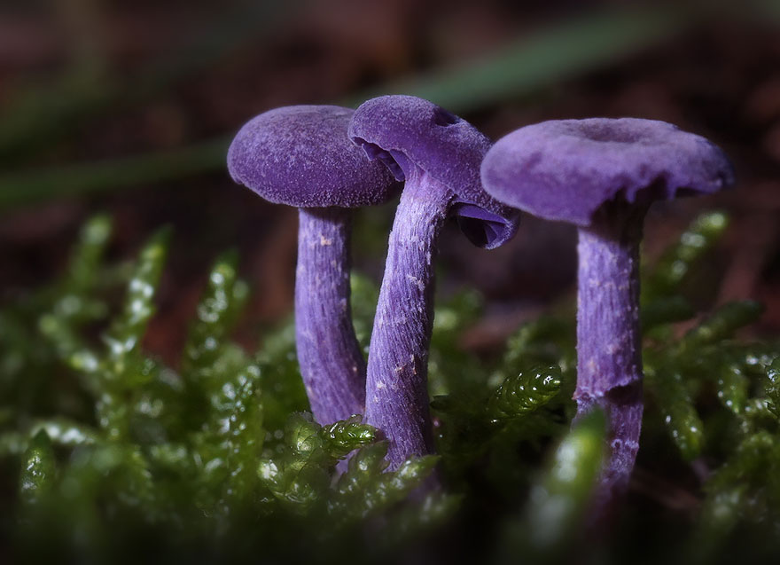 Mushroom V